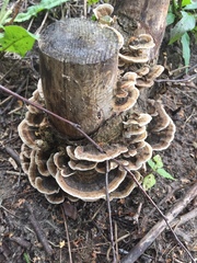 Trametes versicolor