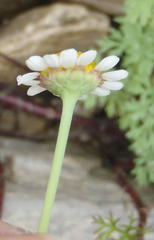 Cotula nigellifolia nigellifolia