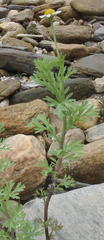 Cotula nigellifolia nigellifolia