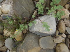 Cotula nigellifolia nigellifolia