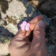 Dianthus graniticus