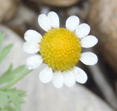 Cotula nigellifolia nigellifolia