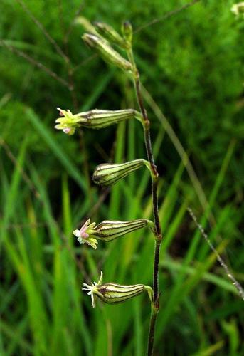 Silene burchellii subsp. pilosellifolia image