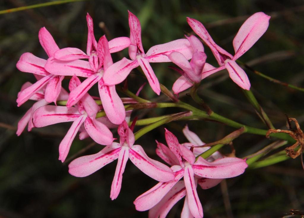Pypie Disa