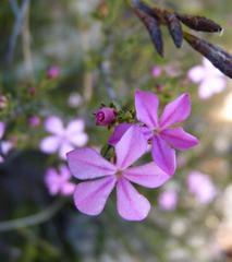 Acmadenia maculata