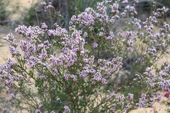 Chamelaucium uncinatum