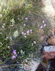Acmadenia maculata