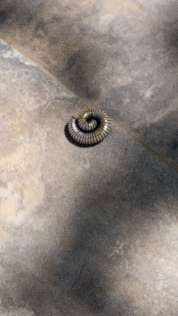 Round Backed Millipedes From Montserrat On August At Pm