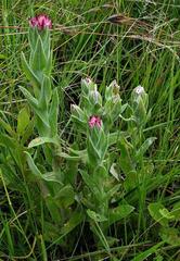 Helichrysum appendiculatum