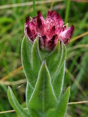 Helichrysum appendiculatum