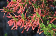 Erica curviflora curviflora