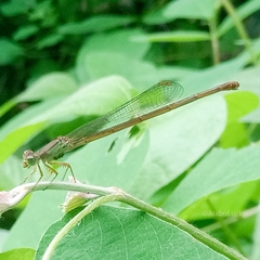 Ceriagrion glabrum