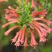 Erica curviflora curviflora - Photo (c) Tony Rebelo,  זכויות יוצרים חלקיות (CC BY-SA), uploaded by Tony Rebelo