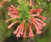 Erica curviflora curviflora - Photo (c) Tony Rebelo, algunos derechos reservados (CC BY-SA), subido por Tony Rebelo