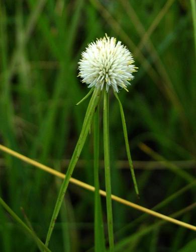 White Flat-Sedge