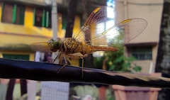 Brachythemis contaminata