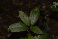 Gmelina leichhardtii