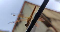 Brachythemis contaminata