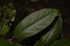 Gmelina leichhardtii