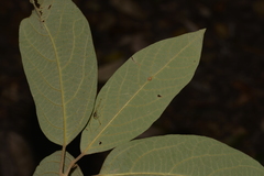 Gmelina leichhardtii