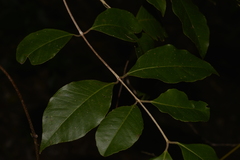 Backhousia leptopetala