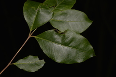 Backhousia leptopetala