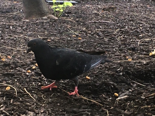 Feral Pigeon photographed in Pennsylvania