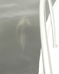 Cephalorhynchus heavisidii