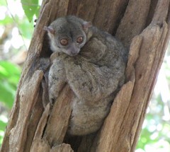 Lepilemur ankaranensis