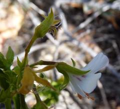 Pelargonium ribifolium