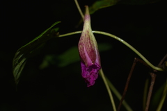 Bletia purpurata