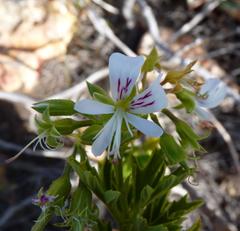 Pelargonium ribifolium