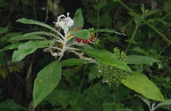 Solanum giganteum