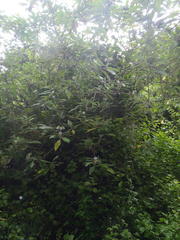 Solanum giganteum