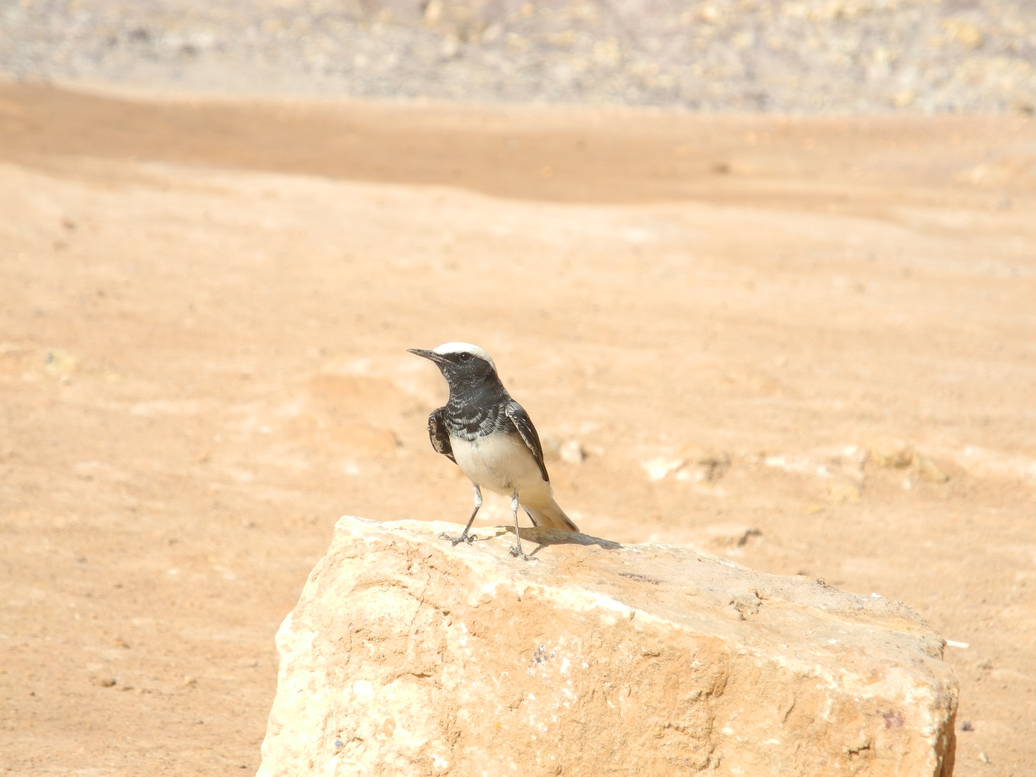 Hooded Wheatear (Oenanthe monacha), photo 6
