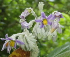 Solanum giganteum