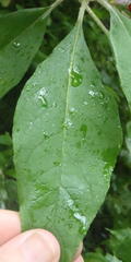 Solanum giganteum
