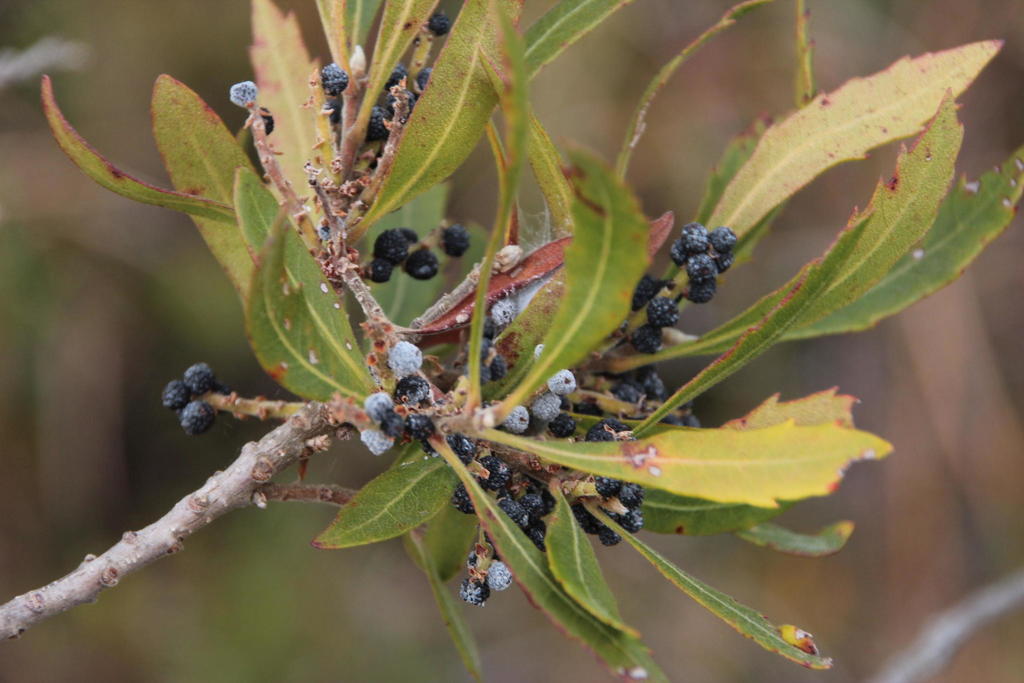 Water Waxberry