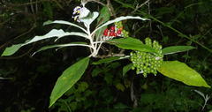 Solanum giganteum