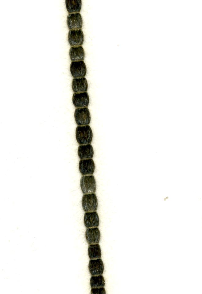 Chaetomorpha melagonium