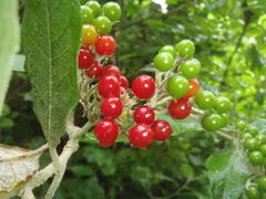 Solanum giganteum