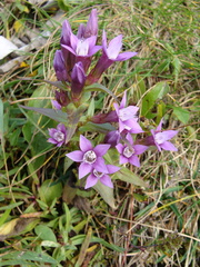 Gentianella lutescens