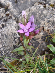 Gentianella lutescens