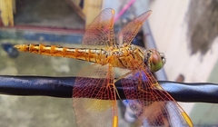 Brachythemis contaminata