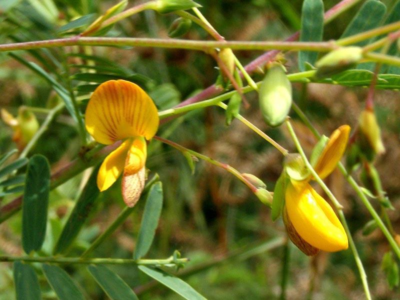 Sesbania sesban