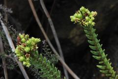 Crassula ericoides ericoides