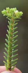 Crassula ericoides ericoides