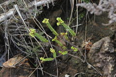 Crassula ericoides ericoides