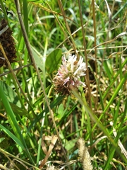 Trifolium ambiguum