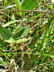 Trifolium ambiguum